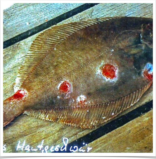 Studying fish pathology and parasites of flatfish species - open tumors on flounder (Platichthyes flesus)